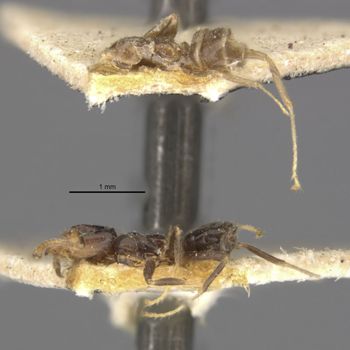 Media type: image;   Entomology 21336 Aspect: habitus lateral view
